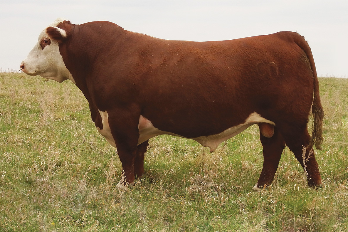 Hereford bull