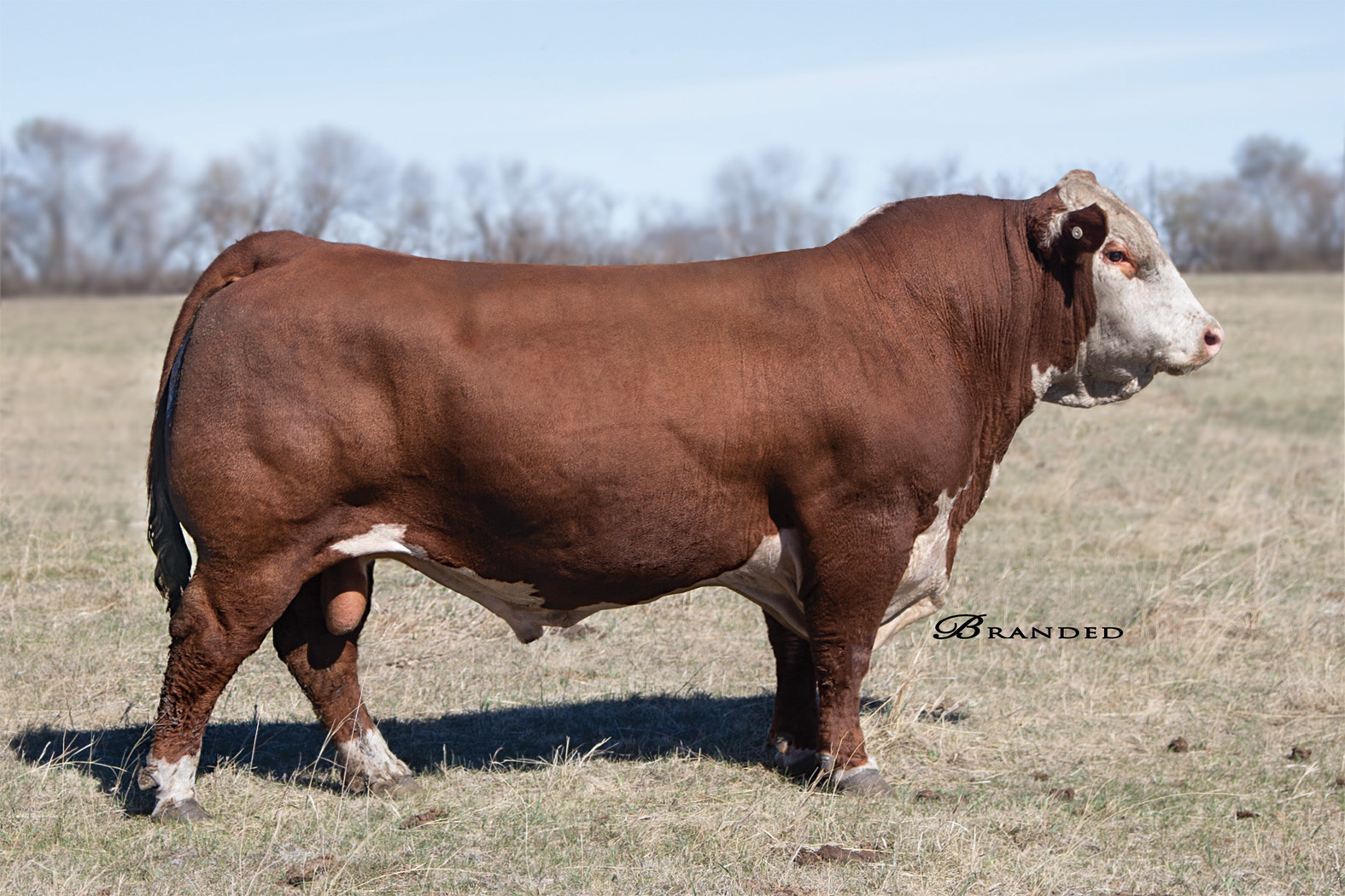 Hereford bull