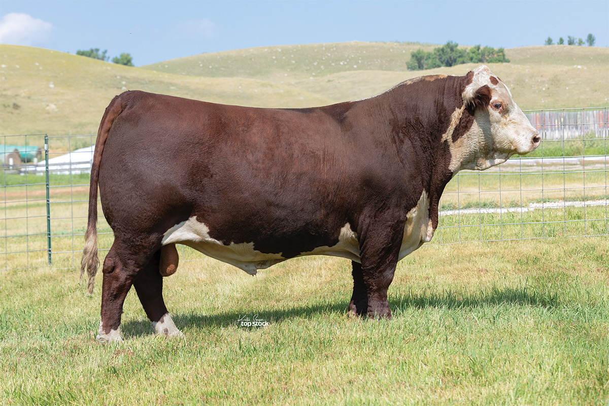 Hereford bull