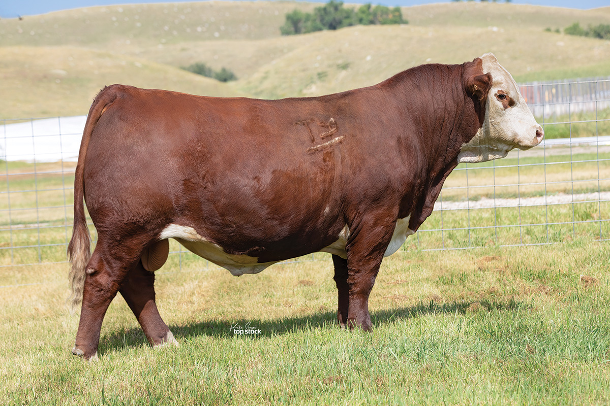 Hereford bull