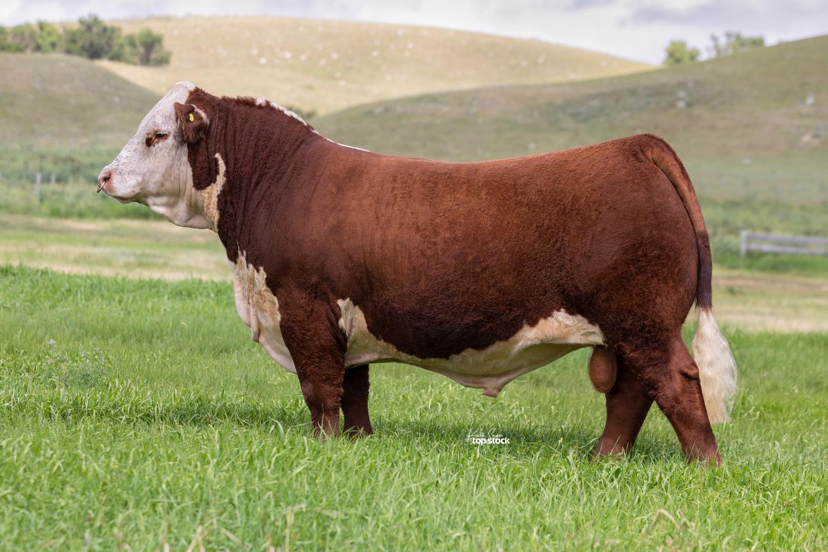 Hereford bull