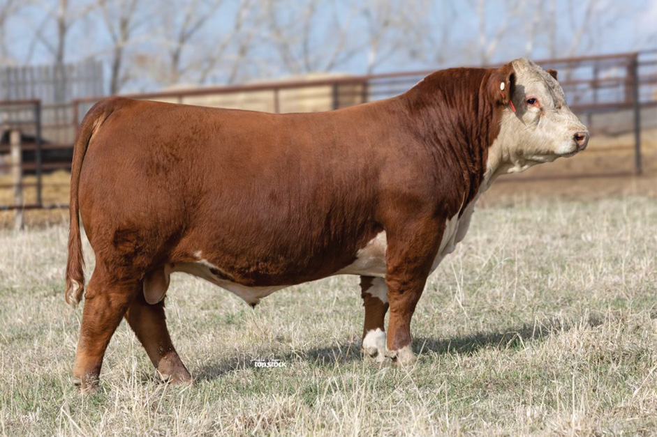 Hereford bull