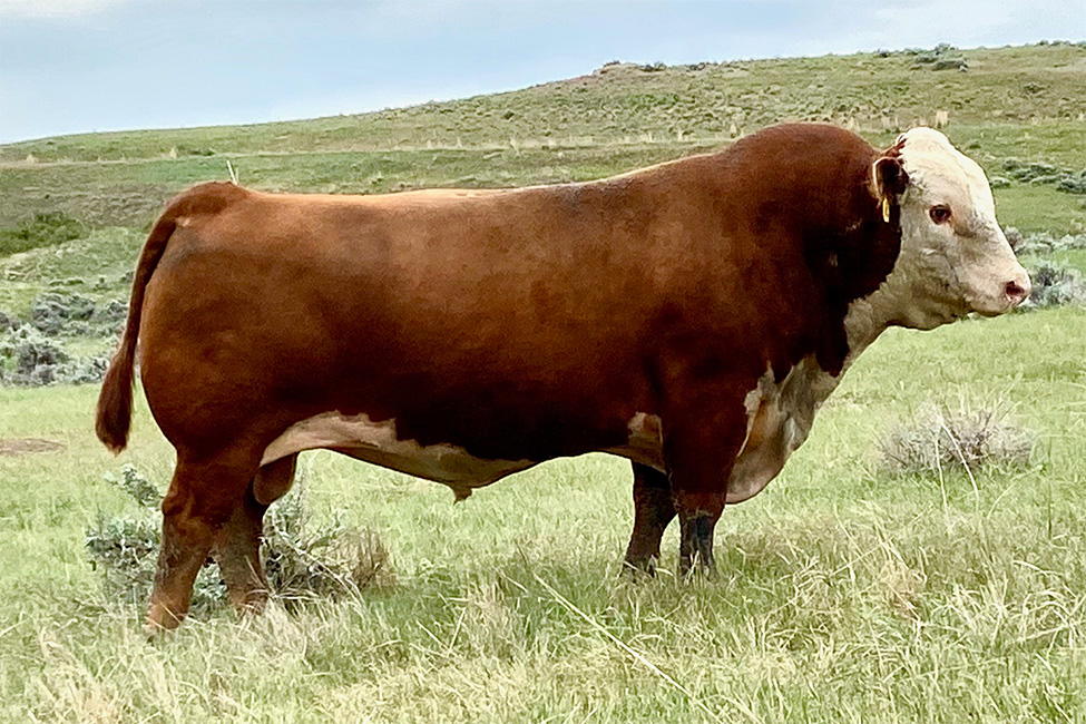 Hereford bull